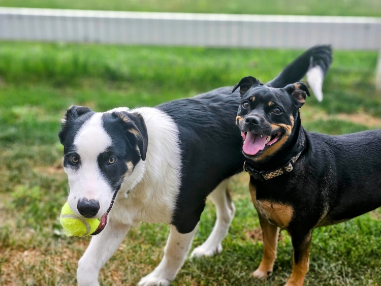 Our two dogs, Flash and Bodhi, playing in our yard in Dacono